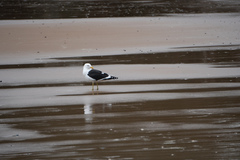 Larus dominicanus dominicanus