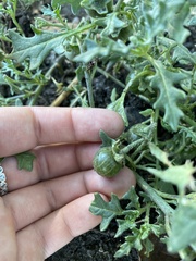 Solanum triflorum