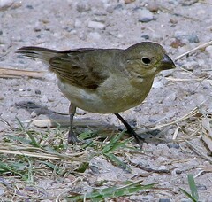 Sporophila caerulescens