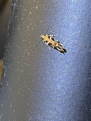 Aristotelia roseosuffusella