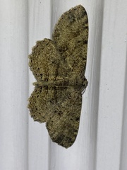 Melanolophia canadaria
