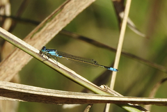Ischnura heterosticta