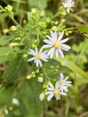 Symphyotrichum drummondii