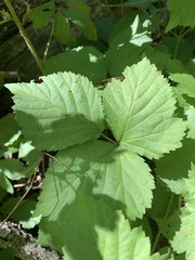 Rubus flagellaris