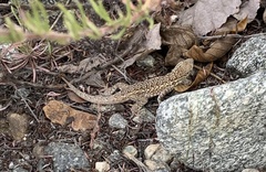 Uta stansburiana elegans