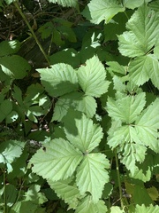 Rubus flagellaris