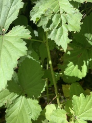Rubus flagellaris