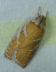 Euchaetis rhizobola