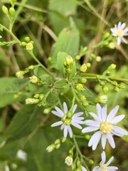 Symphyotrichum drummondii