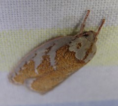 Euchaetis rhizobola
