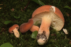 Lactifluus hygrophoroides