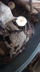 Fungi