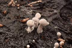 Asterophora lycoperdoides