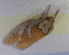 Euchaetis rhizobola