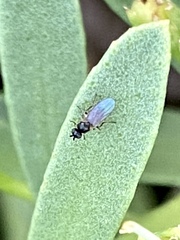 Milichiidae