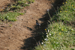 Turdus torquatus