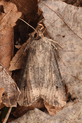 Agrotis