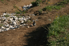 Turdus torquatus