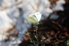 Pieris ergane