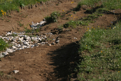 Turdus torquatus