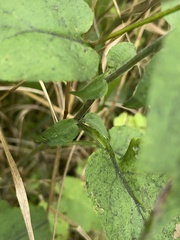 Symphyotrichum drummondii