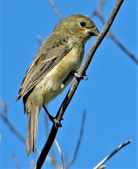 Sporophila caerulescens