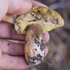 Boletus fibrillosus