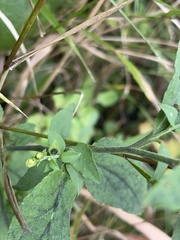 Symphyotrichum drummondii