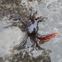 Trichodactylus fluviatilis