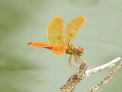 Perithemis