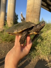 Graptemys pseudogeographica