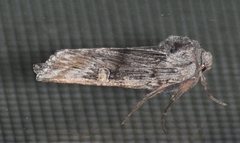 Lithomoia germana