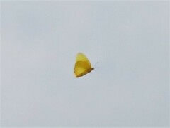 Phoebis philea philea