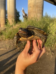 Graptemys pseudogeographica