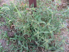 Euphorbia davidii