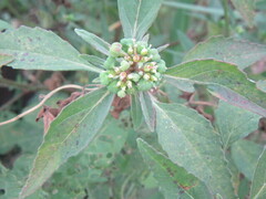 Euphorbia davidii