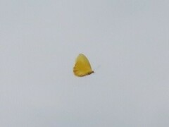 Phoebis philea philea