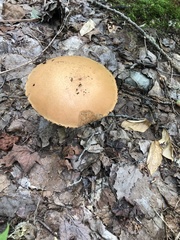 Leccinum aurantiacum