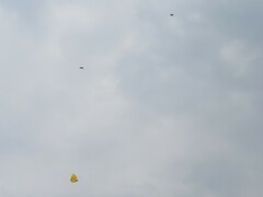 Phoebis philea philea