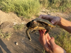 Graptemys pseudogeographica