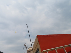 Phoebis philea philea