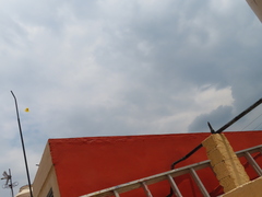 Phoebis philea philea