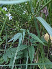 Symphyotrichum urophyllum