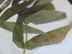 Eupatorium sessilifolium