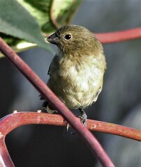 Sporophila caerulescens