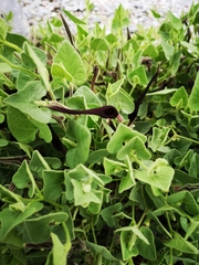 Aristolochia wrightii
