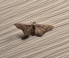 Hypagyrtis