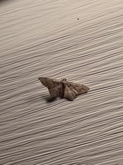 Hypagyrtis
