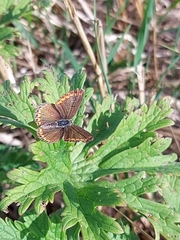 Aricia agestis