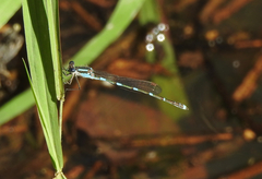 Austrolestes leda